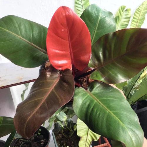 Philodendron Cherry Red Plant Sapling – Live Rare Indoor Foliage Plant