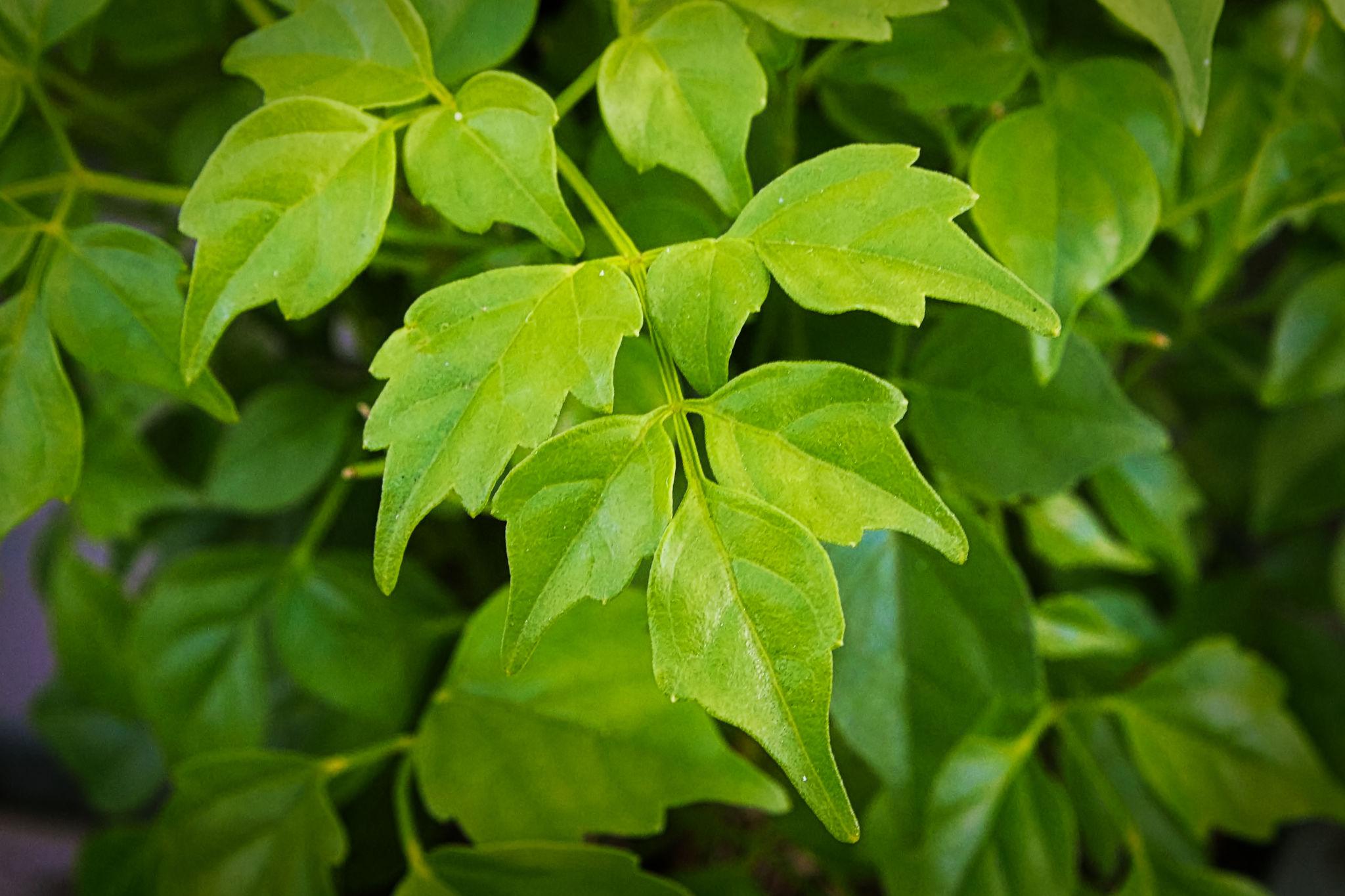 China Doll Plant Sapling – Live Radermachera Sinica | Delicate Feathery Foliage | Elegant Indoor Tree