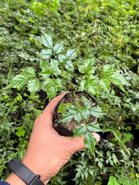 China Doll Plant Sapling – Live Radermachera Sinica | Delicate Feathery Foliage | Elegant Indoor Tree