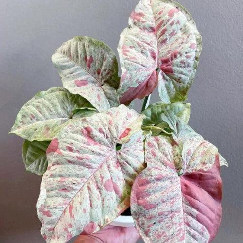 Syngonium Confetti Plant Sapling – Live Rare Pink Speckled Indoor Plant