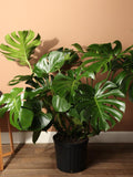 Monstera Deliciosa Plant Sapling – Live Swiss Cheese Plant | Iconic Split-Leaf Tropical Indoor Plant