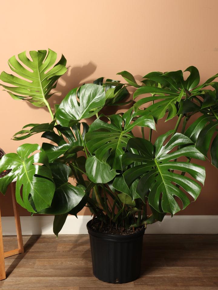 Monstera Deliciosa Plant Sapling – Live Swiss Cheese Plant | Iconic Split-Leaf Tropical Indoor Plant