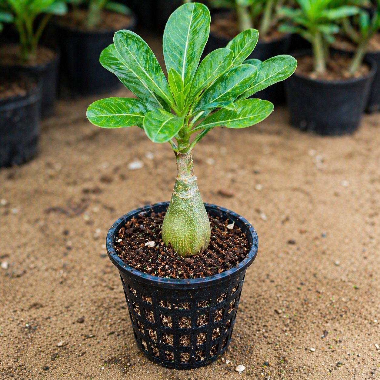 Desert Rose Adenium Plant Sapling – Live Exotic Bonsai Succulent