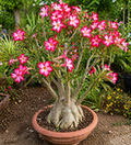 Desert Rose Adenium Plant Sapling – Live Exotic Bonsai Succulent