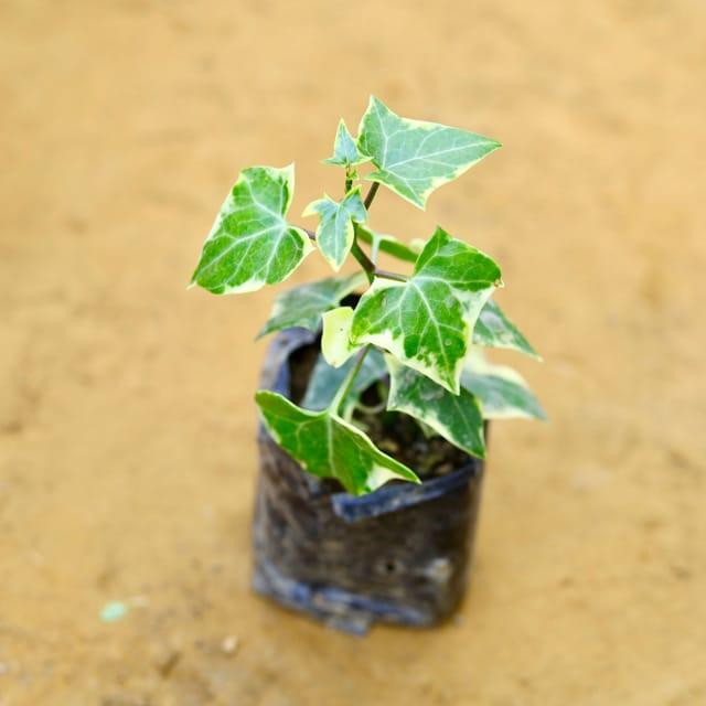 English Ivy Plant Sapling – Live Hedera Helix | Classic Trailing & Climbing Vine | NASA Air Purifier