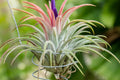 Tillandsia Air Plant – Live Exotic No-Soil Plant | Grows in Air