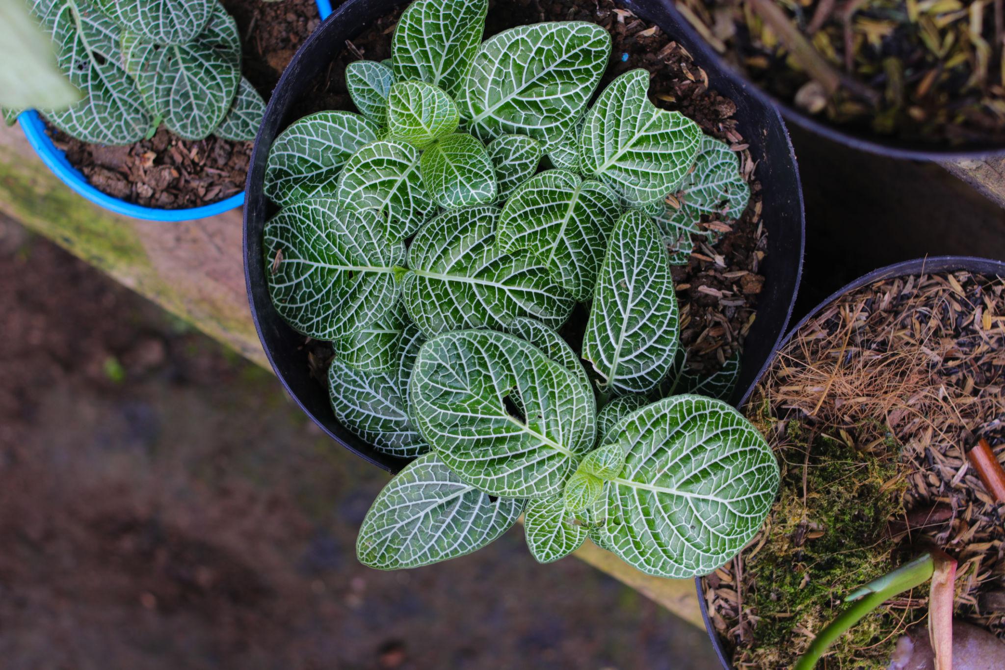 Fittonia White Sapling – Live Nerve Plant | Stunning White-Veined Mosaic Plant