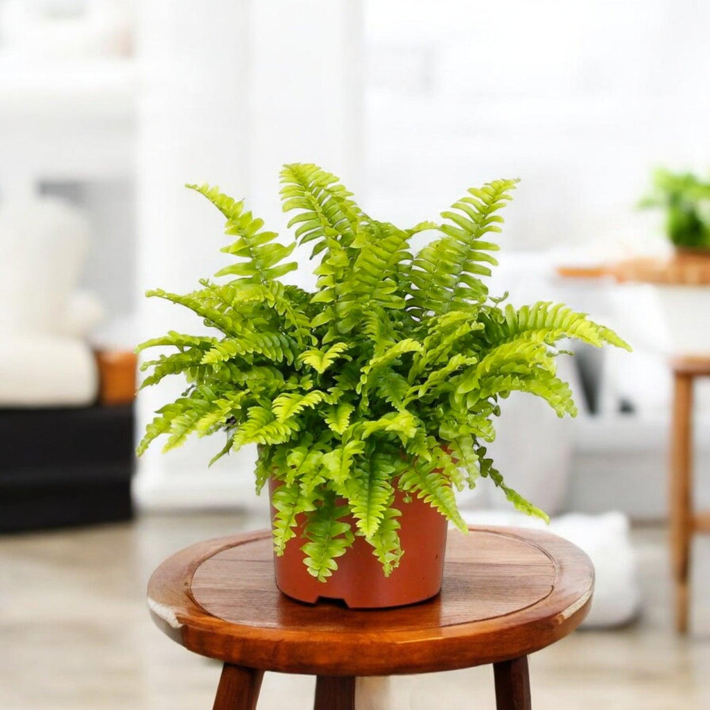 Green Fern Plant Sapling – Live Boston Fern | Lush Cascading Fronds | Air Purifying Humidity Loving Indoor Plant