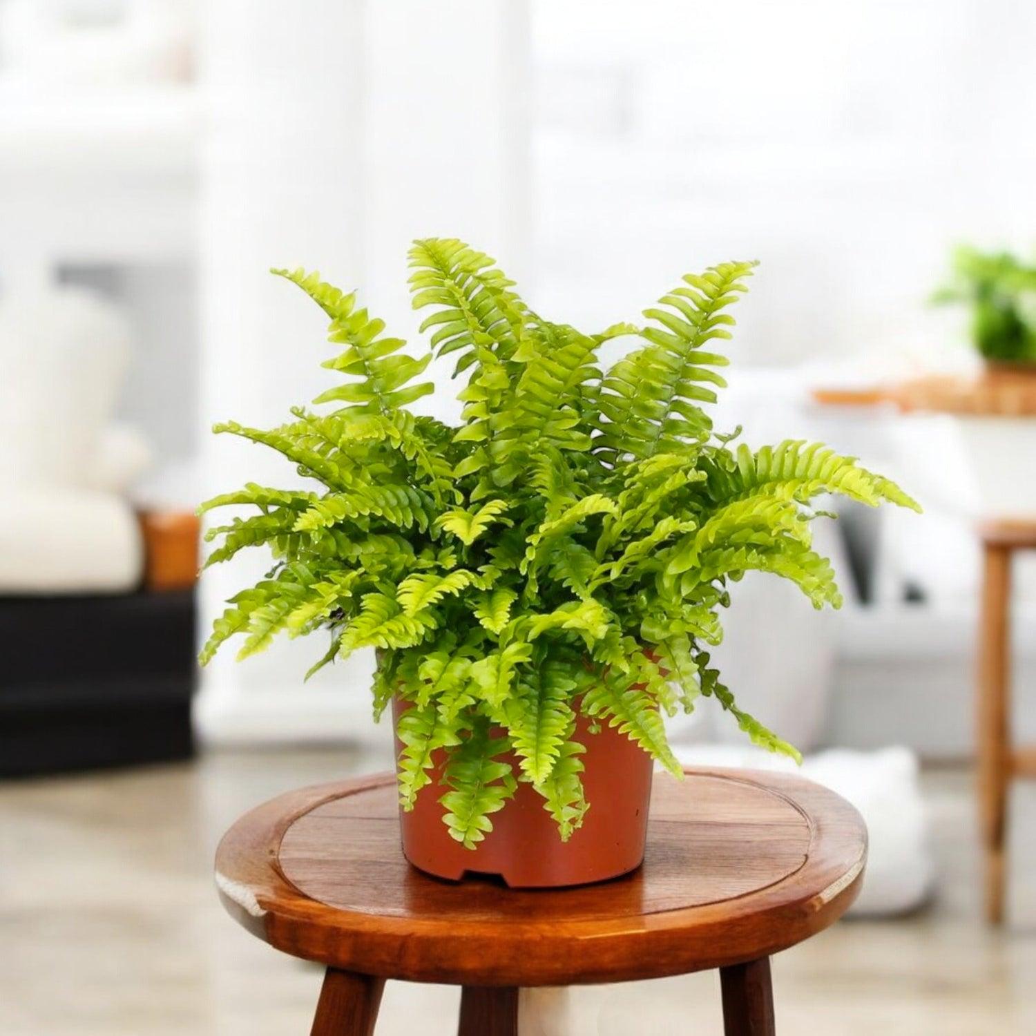 Green Fern Plant Sapling – Live Boston Fern | Lush Cascading Fronds | Air Purifying Humidity Loving Indoor Plant