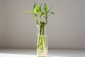 I need the lucky bamboo in water with three 3 stalks 