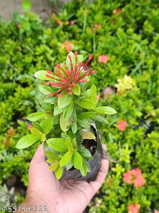 Ixora Plant Sapling  – Live Tropical Flowering Shrub | Vibrant Cluster Blooms