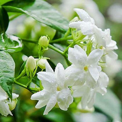 Jasmine Plant Sapling – Live Fragrant Flowering Plant | Mogra