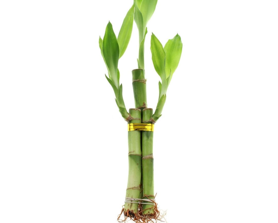Lucky Bamboo 3 Pieces – Live Feng Shui Plant | Good Luck & Prosperity | 6–8 Inches