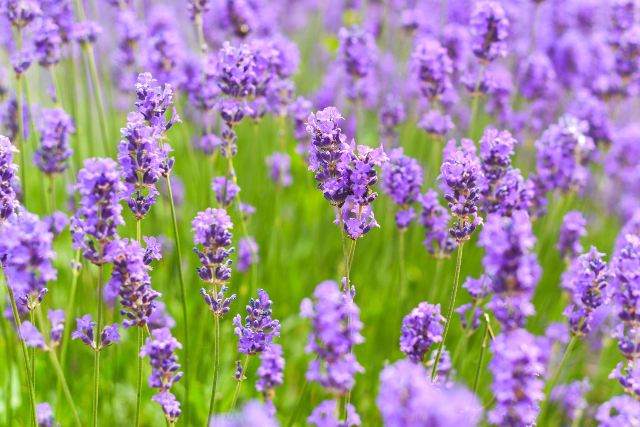 Lavender Seeds (50 Seeds) – Premium Aromatic Herb
