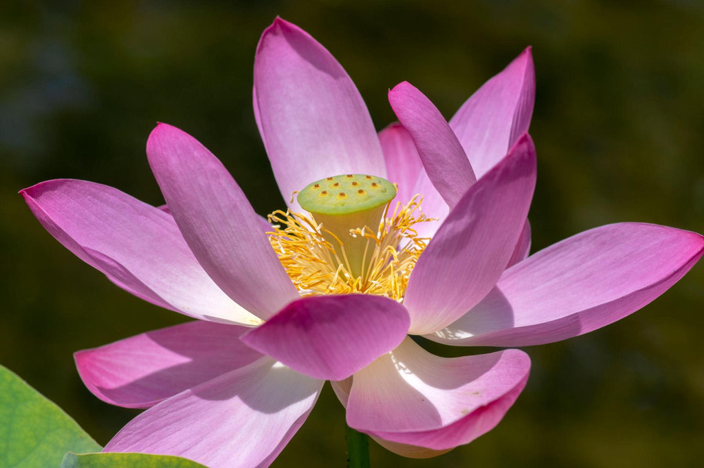 Lotus Seeds (4 Seeds) – Premium Sacred Lotus Seeds | Grow Your Own Lotus at Home | For Home Gardening Use Only