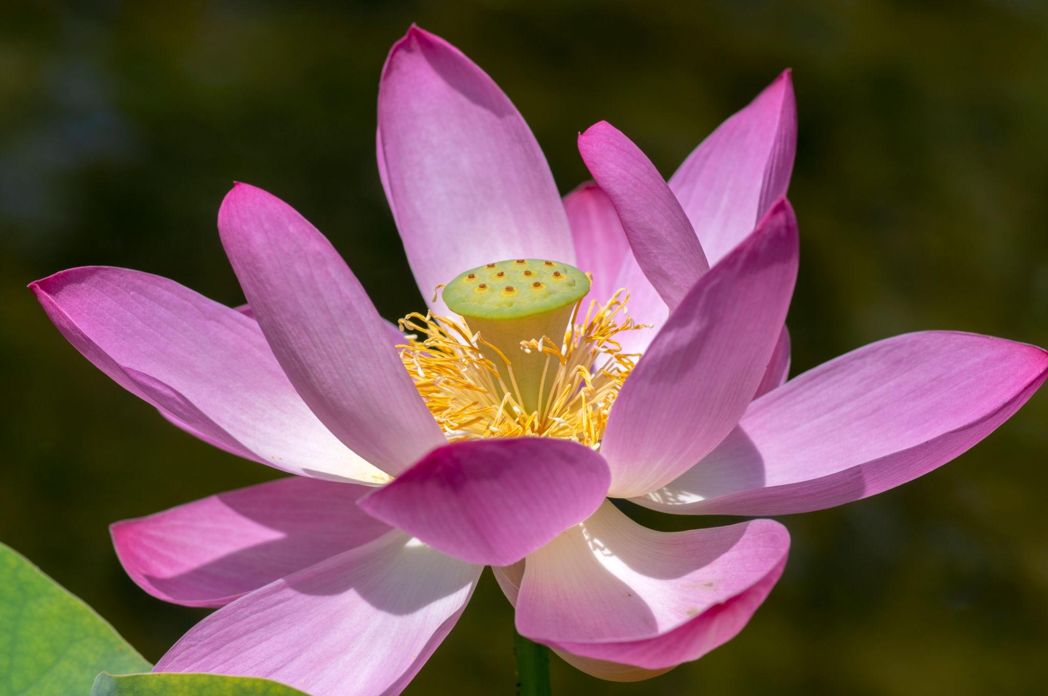 Lotus Seeds (4 Seeds) – Premium Sacred Lotus Seeds | Grow Your Own Lotus at Home | For Home Gardening Use Only