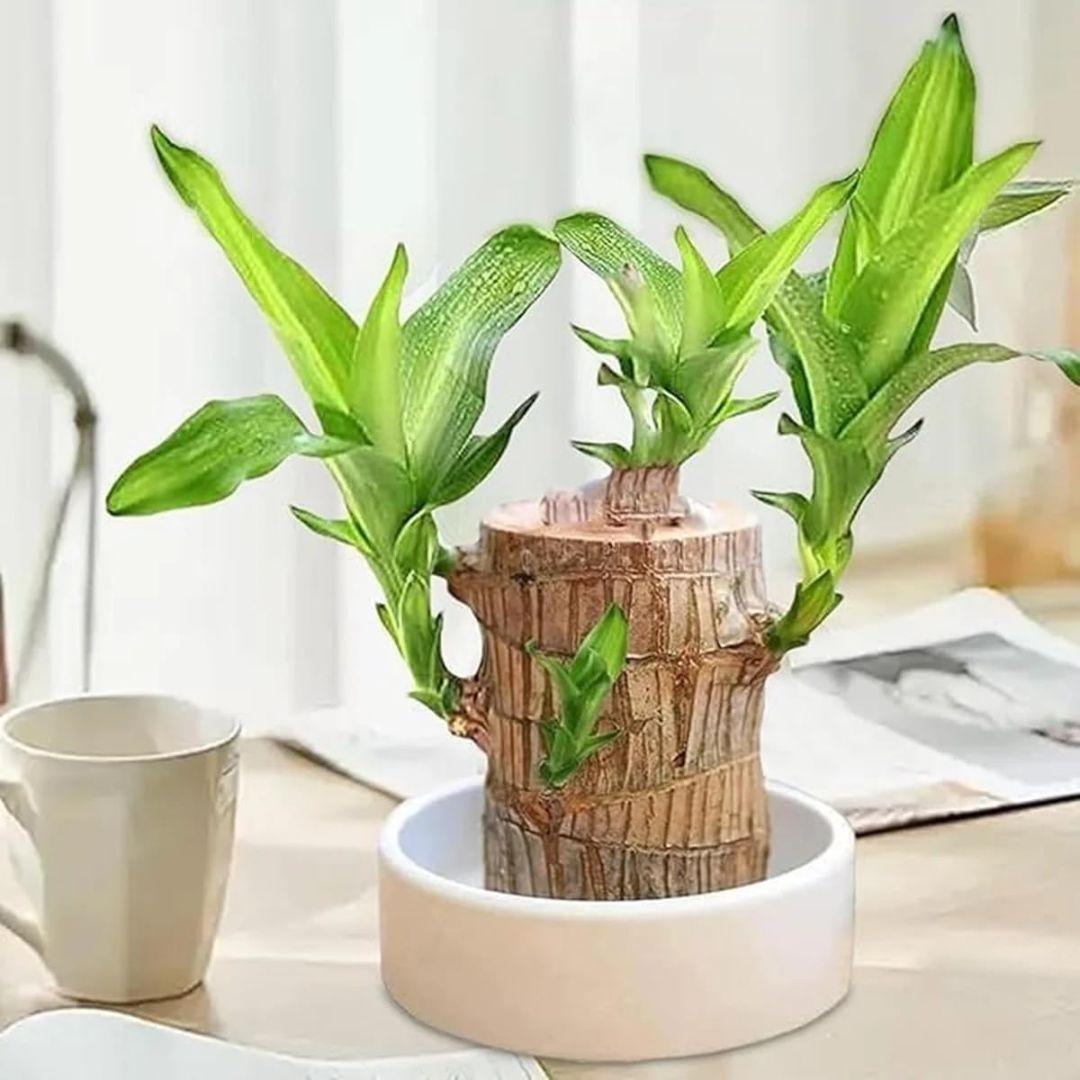 Brazilian Lucky Wood Plant – Live Dracaena Fragrans | Feng Shui Prosperity Indoor Plant