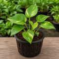 Money Plant Sapling – Live Epipremnum Aureum | Vastu & Feng Shui Prosperity Vine | NASA Air Purifier