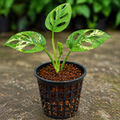 Monstera Broken Heart Plant Sapling – Live Rare Indoor Climber