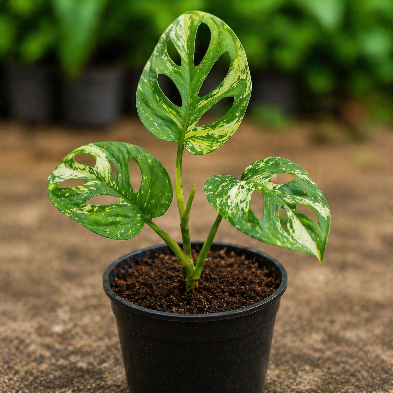 Monstera Broken Heart Plant Sapling – Live Rare Indoor Climber