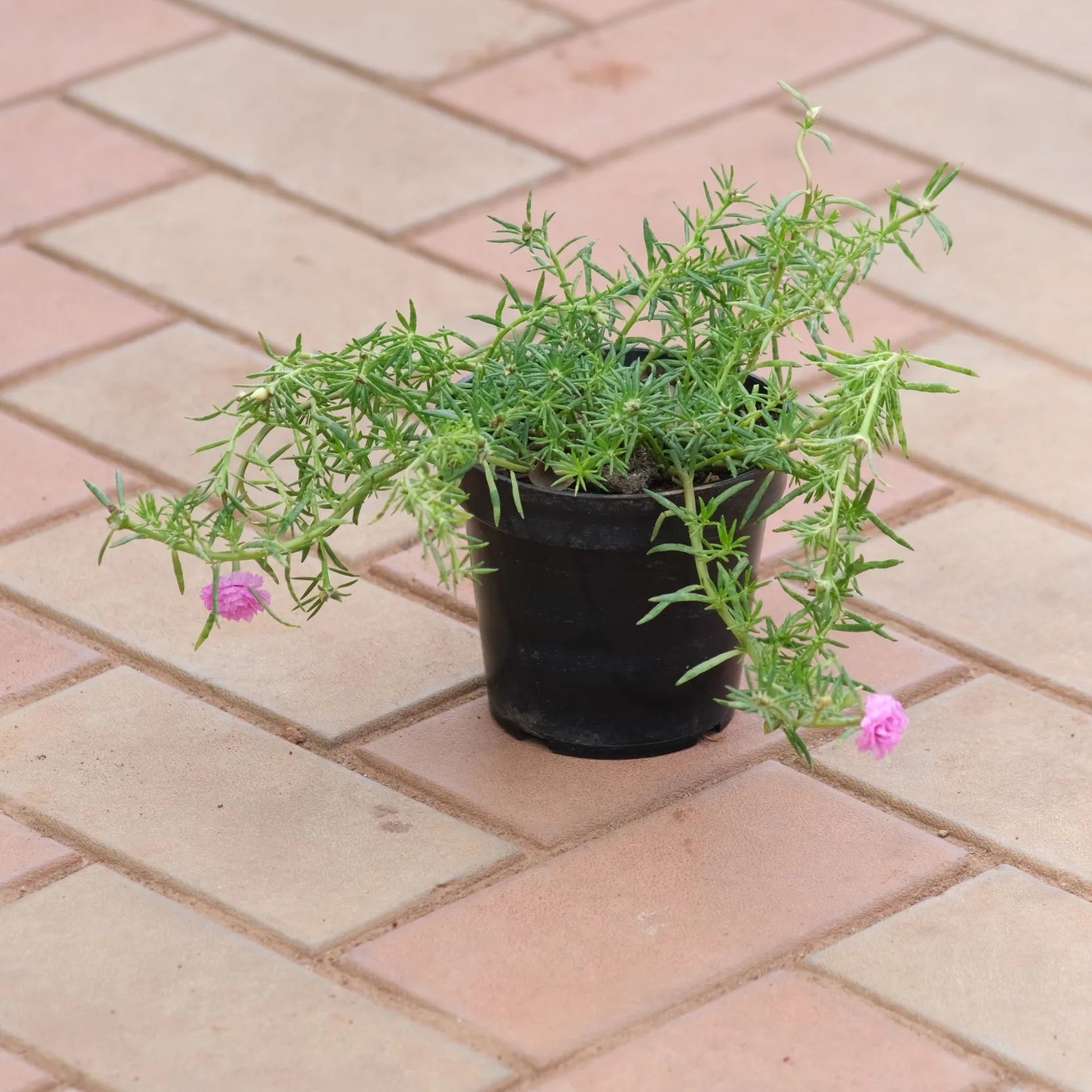Moss Rose Plant Sapling – Live Colourful Portulaca | Sun-Loving Flowering Plant