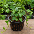 English Ivy Plant Sapling – Live Hedera Helix | Classic Trailing & Climbing Vine | NASA Air Purifier