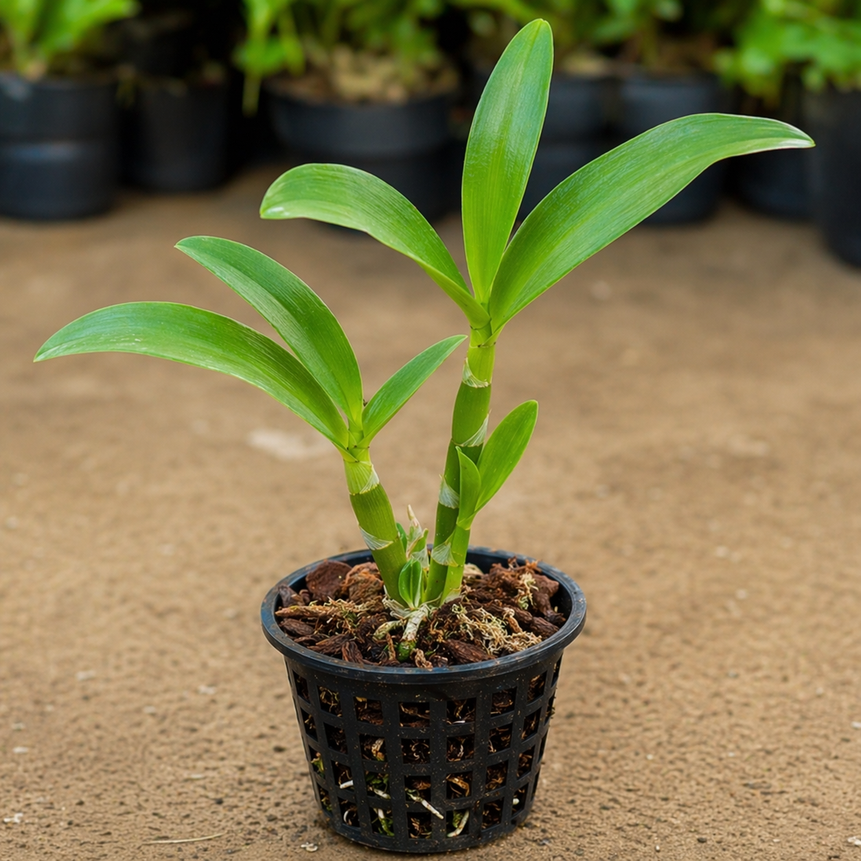 Dendrobium Orchid Plant Sapling – Live Exotic Flowering Plant