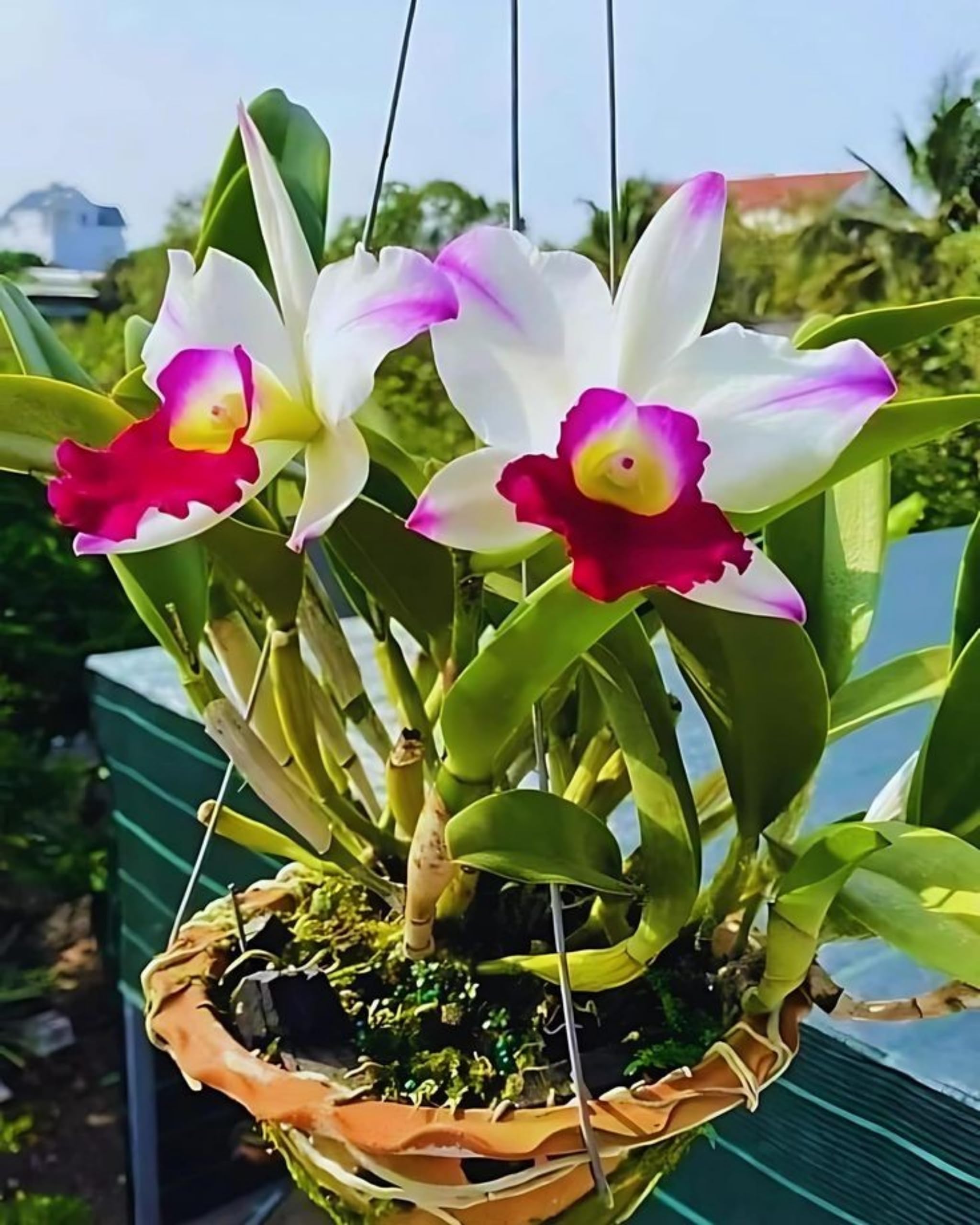 Dendrobium Orchid Plant Sapling – Live Exotic Flowering Plant