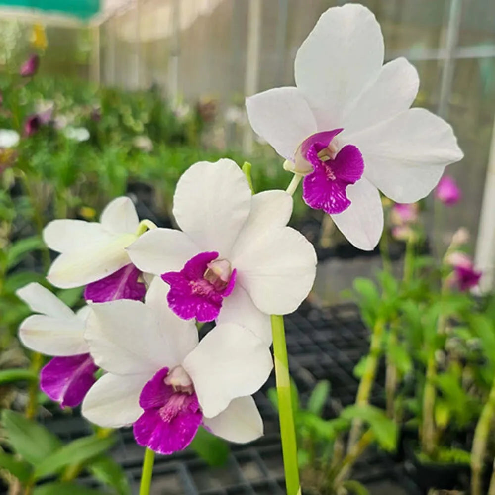 Dendrobium Orchid Plant Sapling – Live Exotic Flowering Plant