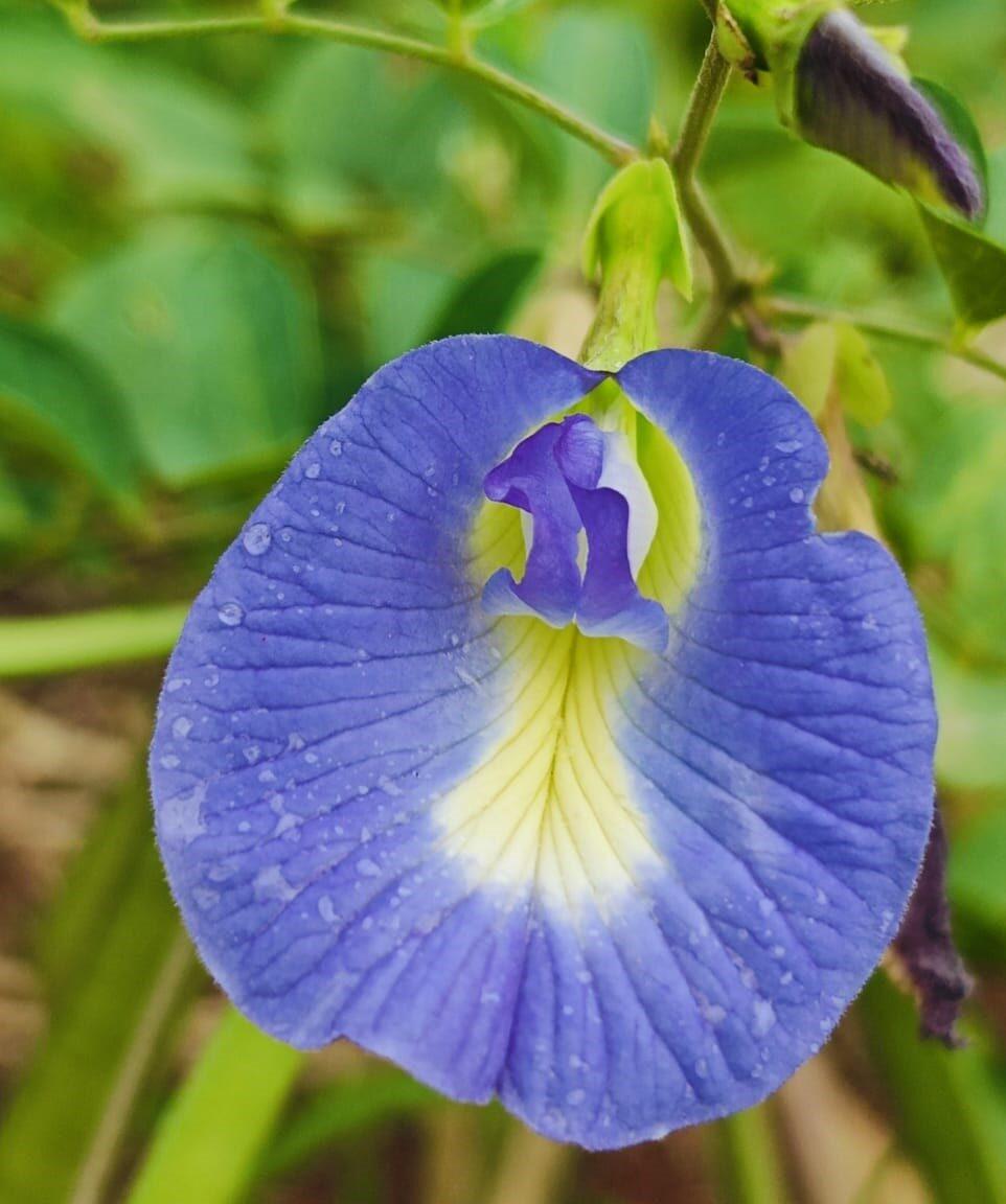Aparajita Blue Pea Seeds (5 Seeds) – Premium Butterfly Pea Flower Seeds | Vivid Blue Blooms | For Home Gardening Use Only