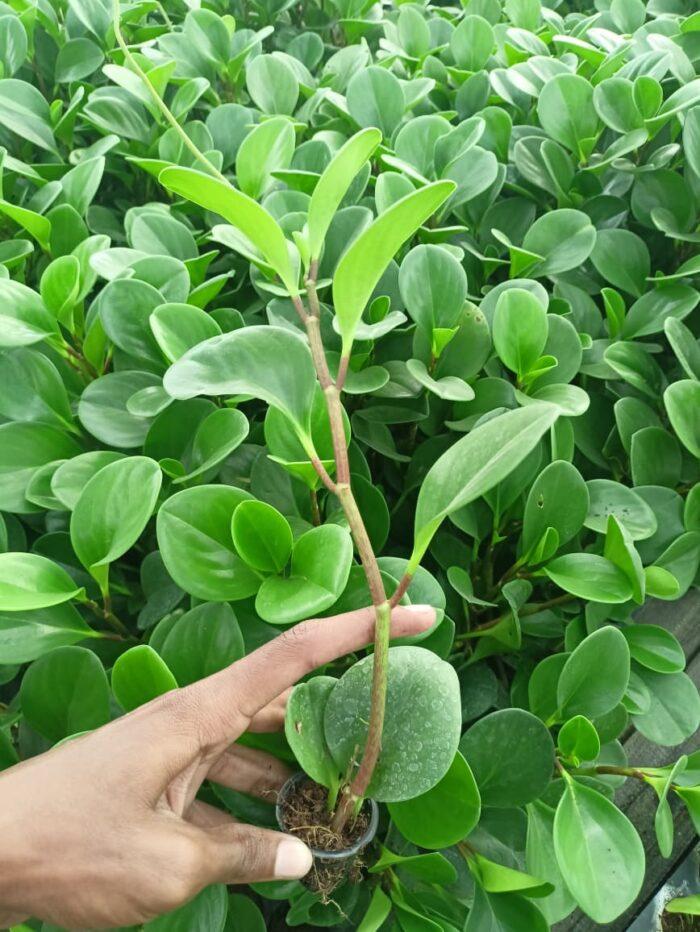 Peperomia Green Plant Sapling – Live Radiator Plant | Compact Low Maintenance Indoor Plant