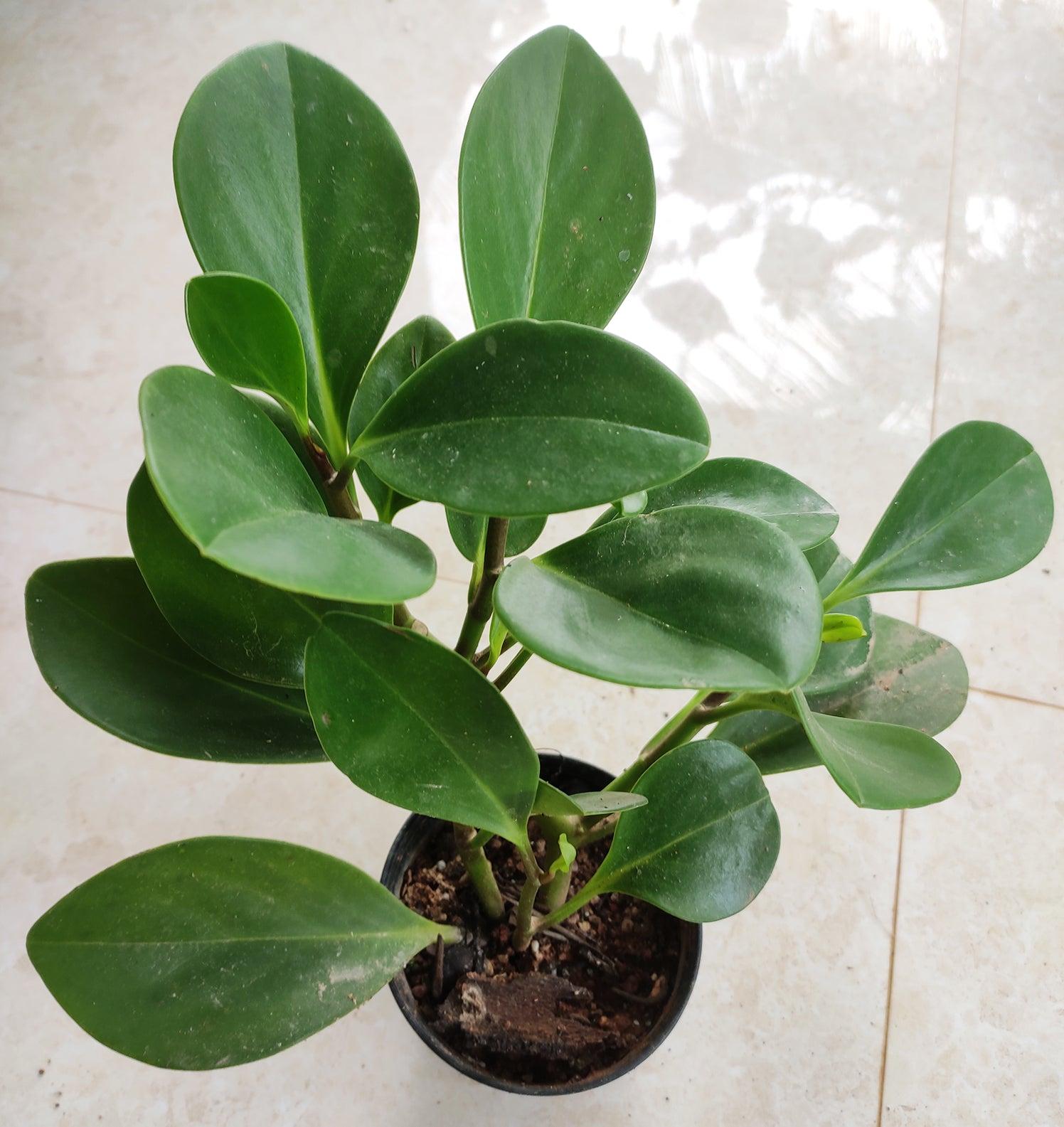 Peperomia Green Plant Sapling – Live Radiator Plant | Compact Low Maintenance Indoor Plant