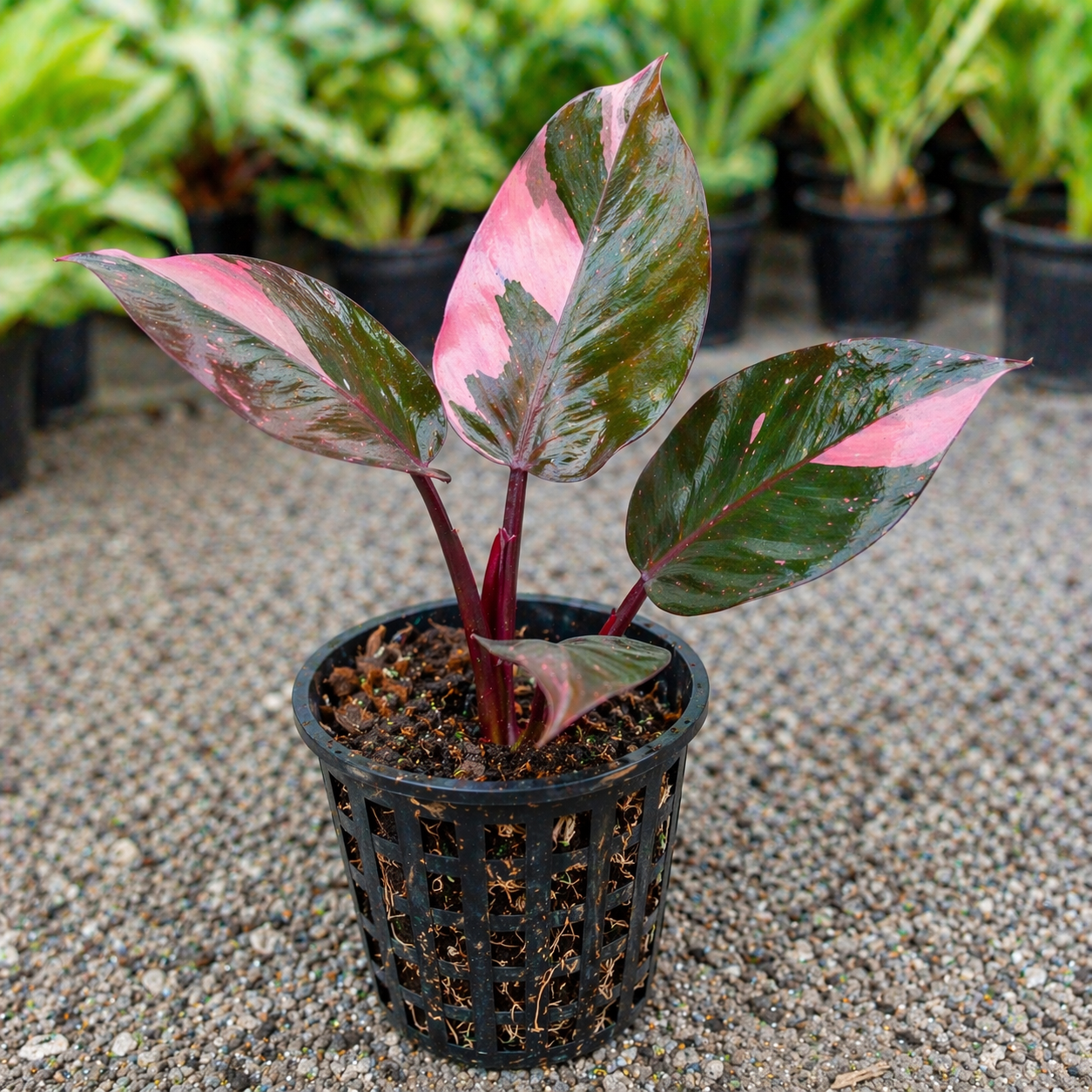 Philodendron Pink Princess Plant Sapling – Live Rare Variegated Indoor Plant