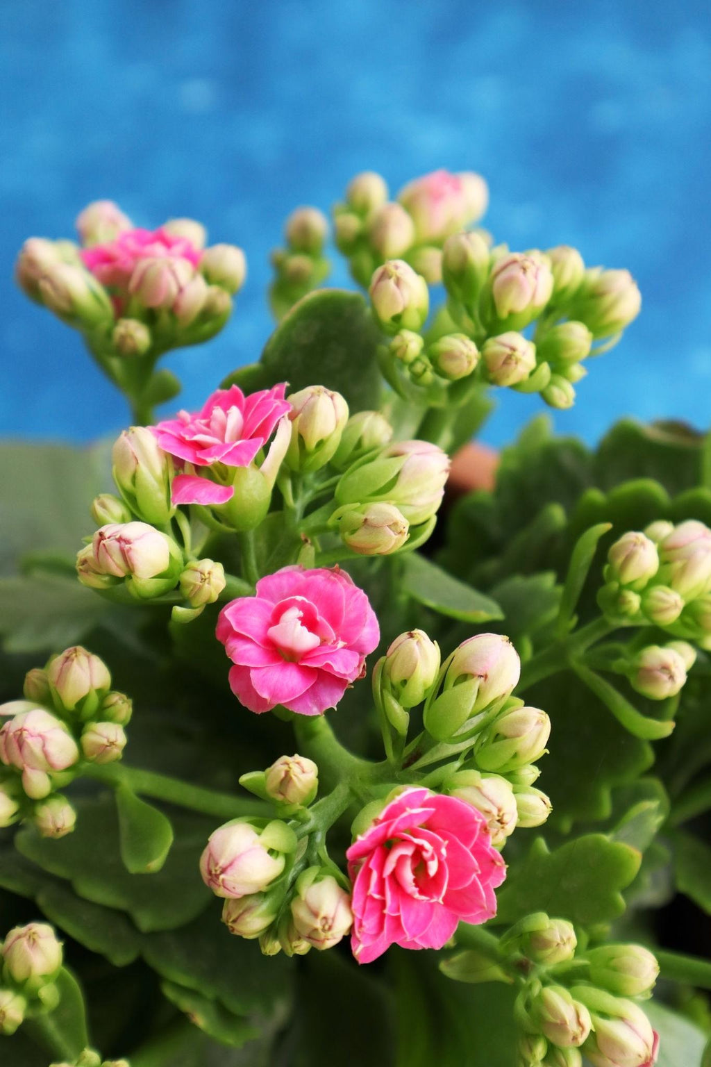 Pink Kalanchoe Succulent Sapling – Live Kalanchoe Blossfeldiana | Vibrant Pink Blooms | Long Flowering Indoor Succulent
