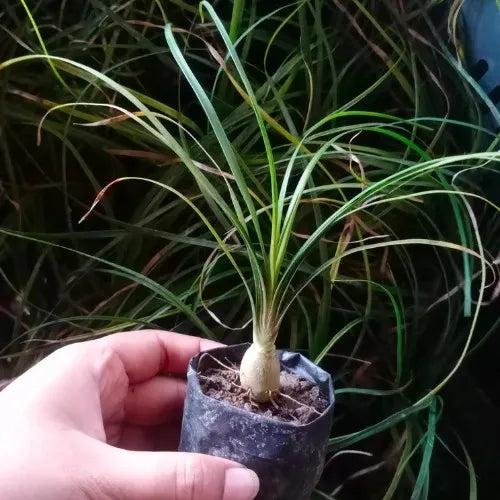 Ponytail Palm Sapling – Live Beaucarnea Recurvata | Elephant Foot Tree | Unique Low Maintenance Indoor Plant