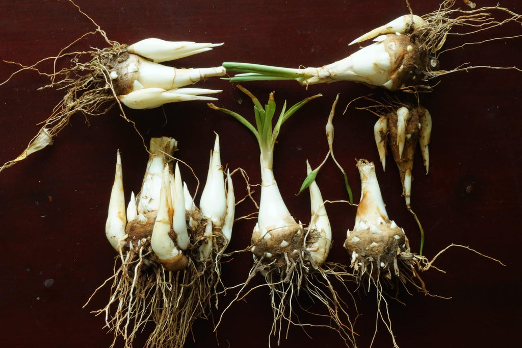 Rajnigandha Bulb(1 Bulb) – Live Tuberose Bulb | Intensely Fragrant Night Blooming Flower