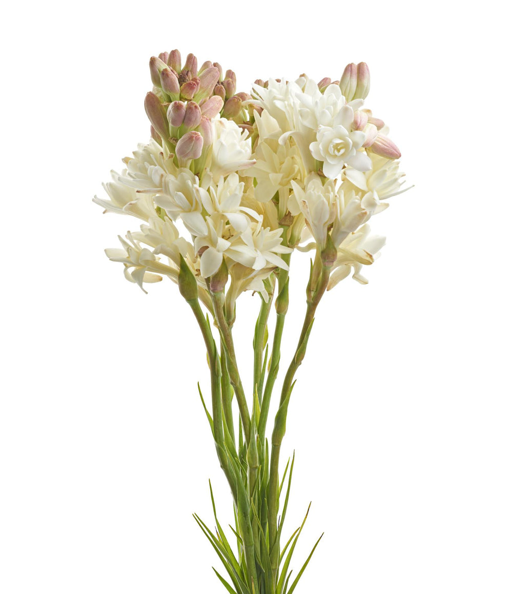 Rajnigandha Bulb(1 Bulb) – Live Tuberose Bulb | Intensely Fragrant Night Blooming Flower