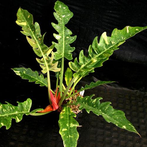 Philodendron Ring of Fire Plant Sapling – Live Rare Multi-Colour Variegated Indoor Plant