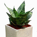 Snake Plant Sapling – Live Sansevieria | NASA Air Purifier | Indestructible Indoor Plant