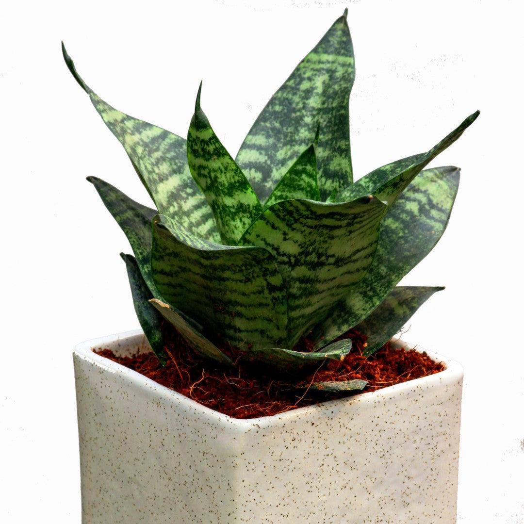 Snake Plant Sapling – Live Sansevieria | NASA Air Purifier | Indestructible Indoor Plant