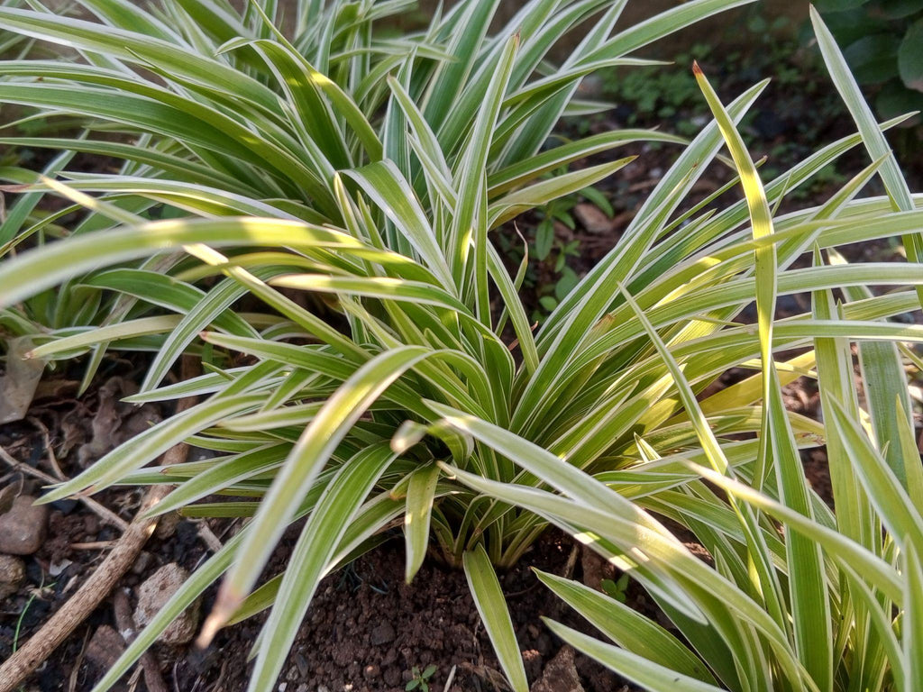 Spider Plant Sapling – Live Chlorophytum Comosum | NASA Air Purifier | Easy Care Indoor Plant