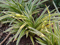 Spider Plant Sapling – Live Chlorophytum Comosum | NASA Air Purifier | Easy Care Indoor Plant