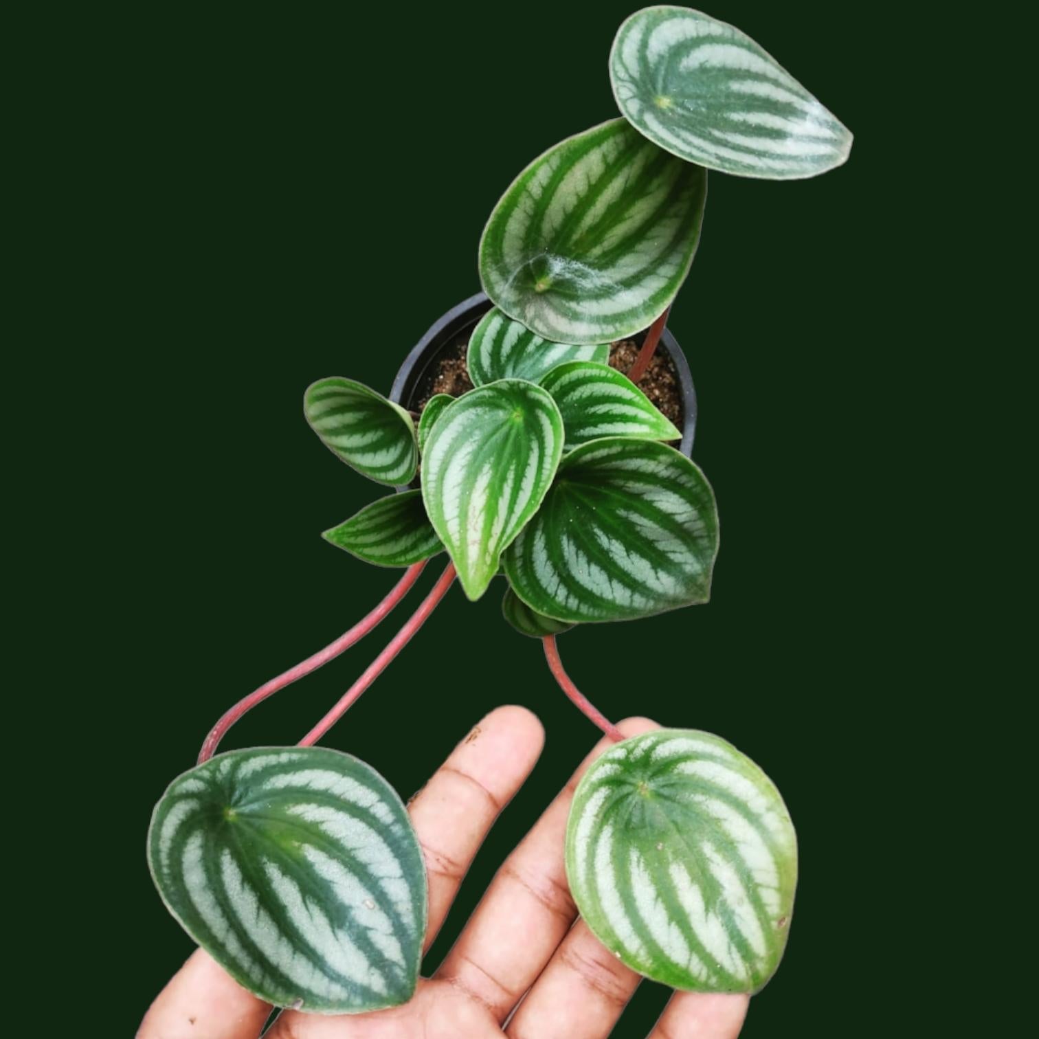 Peperomia Watermelon Plant Sapling – Live Peperomia Argyreia | Stunning Watermelon-Striped Indoor Plant