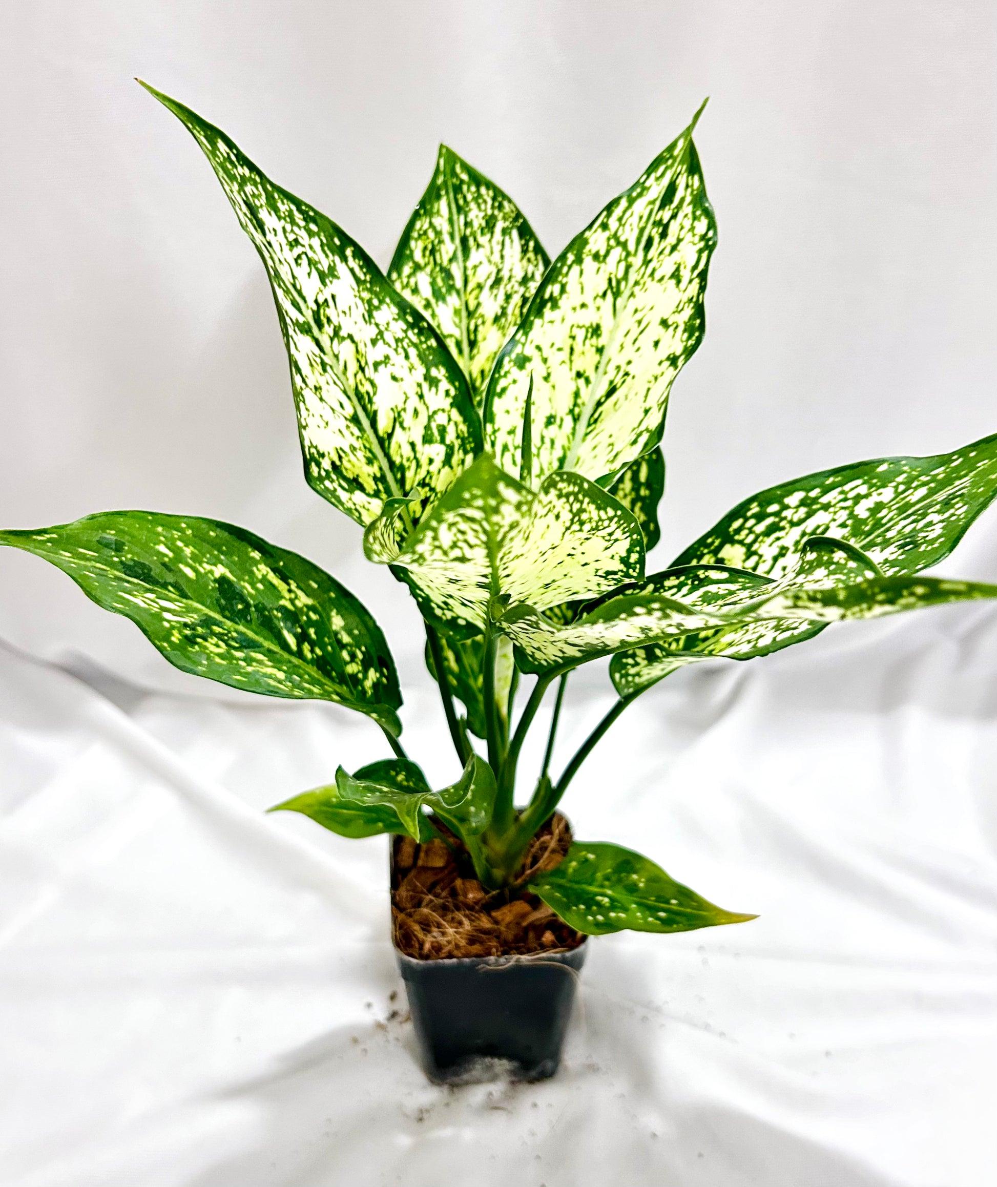 Aglaonema Snow White Plant Sapling – Live Chinese Evergreen | Stunning White & Green Indoor Plant