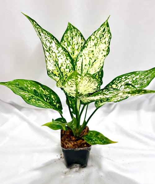 Aglaonema Snow White Plant Sapling – Live Chinese Evergreen | Stunning White & Green Indoor Plant