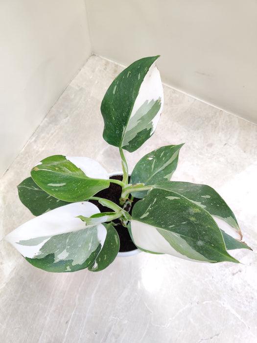 Philodendron White Princess Plant Sapling – Live Rare Variegated Philodendron | Stunning White & Green Leaves