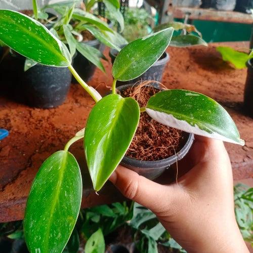 Philodendron White Princess Plant Sapling – Live Rare Variegated Philodendron | Stunning White & Green Leaves