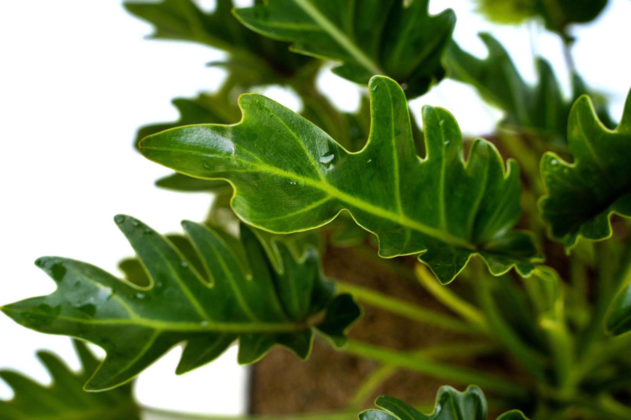 Philodendron Xanadu Plant Sapling – Live Tropical Architectural Indoor Plant