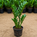 ZZ Plant Sapling – Live Indoor Glossy Foliage Plant | Zamioculcas