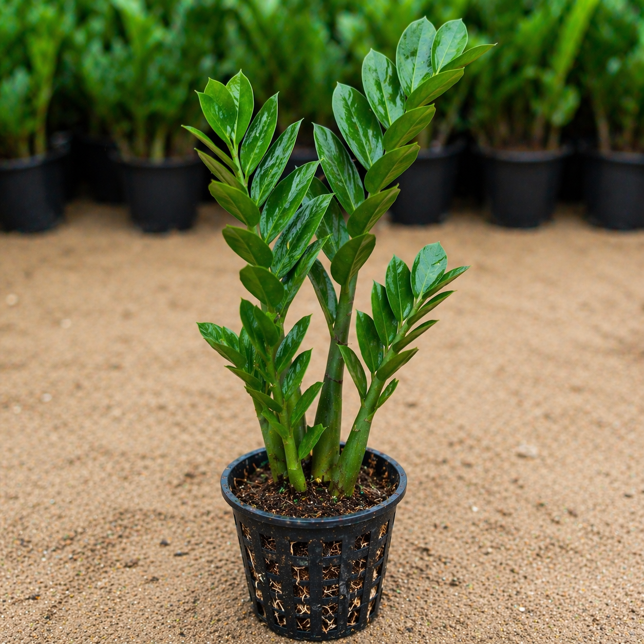ZZ Plant Sapling – Live Indoor Glossy Foliage Plant | Zamioculcas